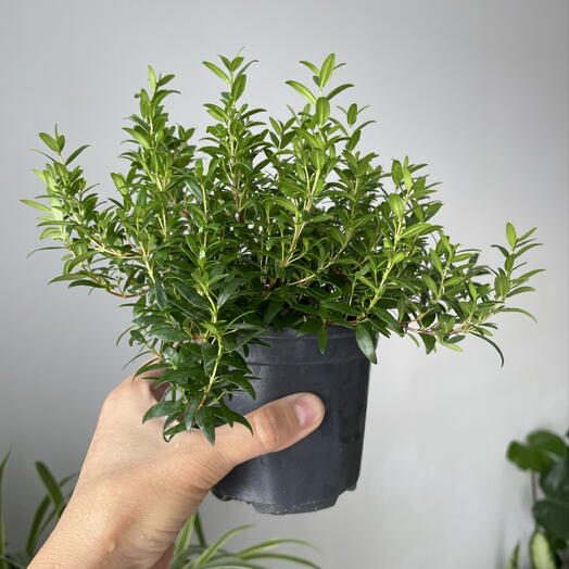 Мирт мелколистный 25/13см