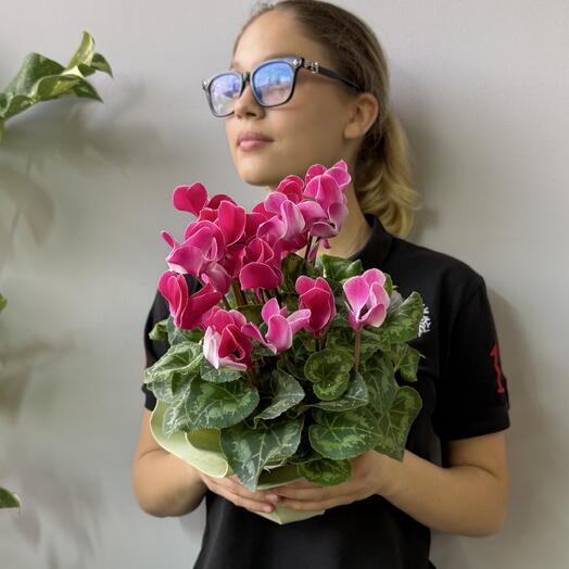 Цикламен розово-белый
