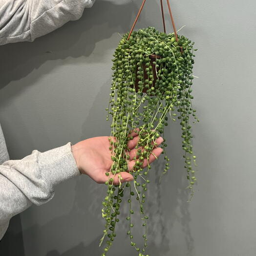 Крестовник Геррейна живые бусы