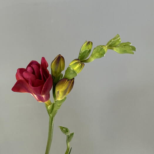Фрезия бордовая