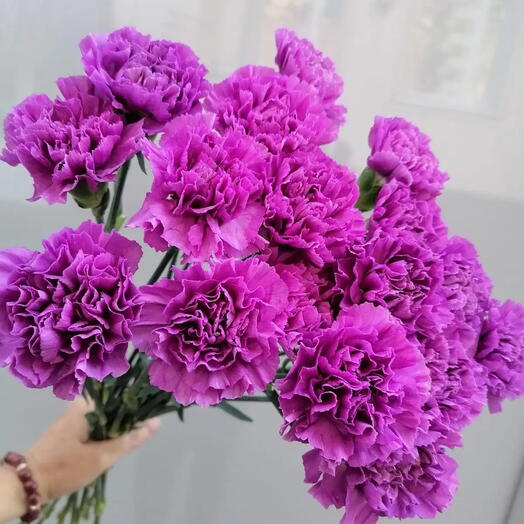 Гвоздика 15 штук