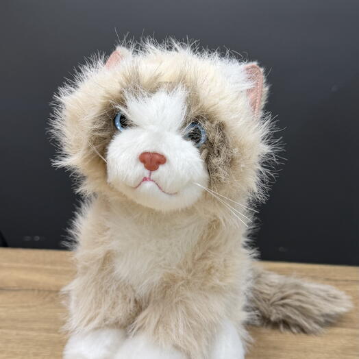 Кот