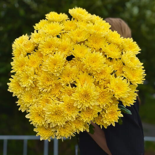Охапка 15 кустовых хризантем Baltica Yellow под ленту