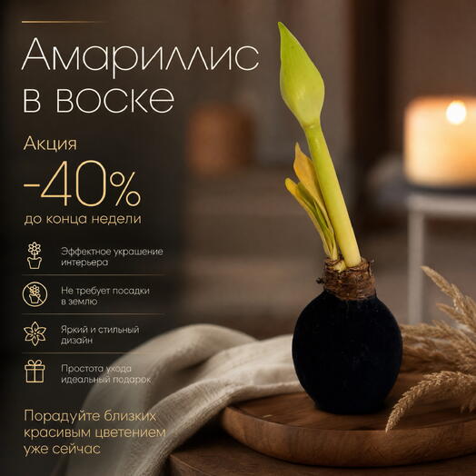 Амариллис в воске «Ночной бархат»