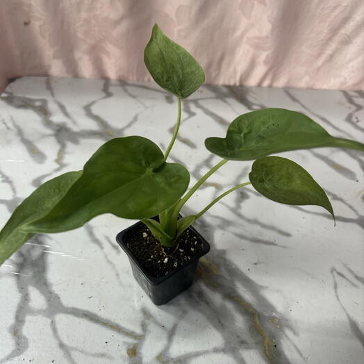 Алоказия Кукулата (Alocasia cucullata)