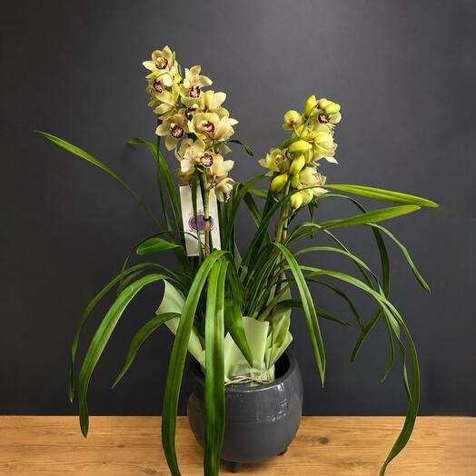 Орхидея Cymbidium