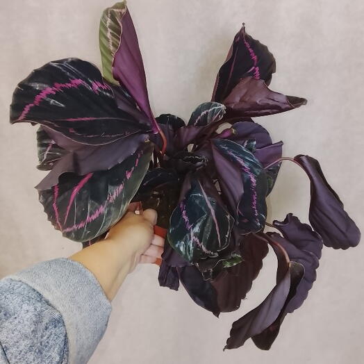 Калатея Ред 🌱