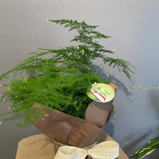Папоротник Плюмозус (Asparagus plumosus / Asparagus setaceus)