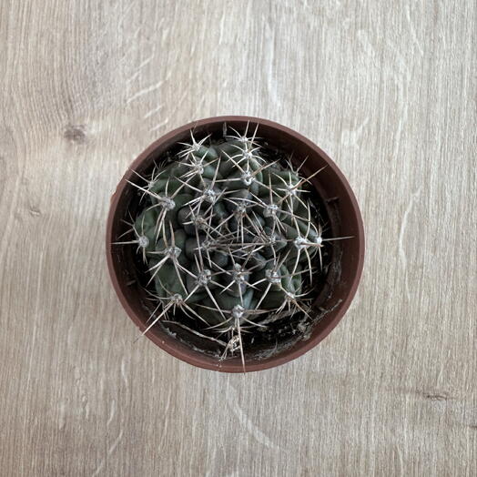 Gymnocalycium – Elegant Desert Cactus