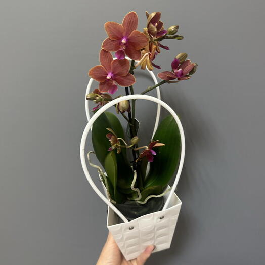 Фаленопсис мини 🌷