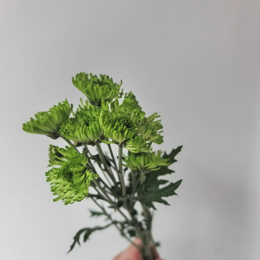 Хоизартема зелёная кустовая