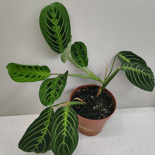 Маранта беложильчатая (Maranta leuconeura)