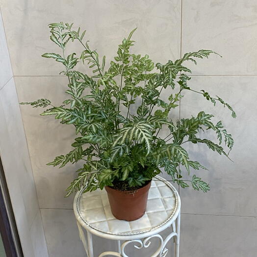 Папоротник Варенс
