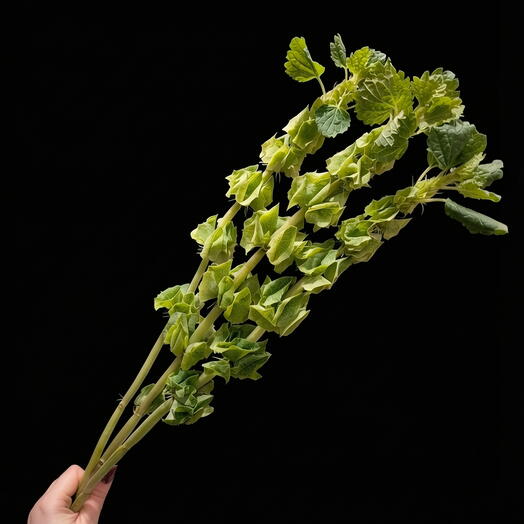 Молюцелла экзотическая (3 шт)