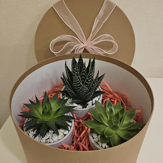 Подарочный сет из 3-х суккулентов в крафтовой шляпной коробке «Эко-Стиль»