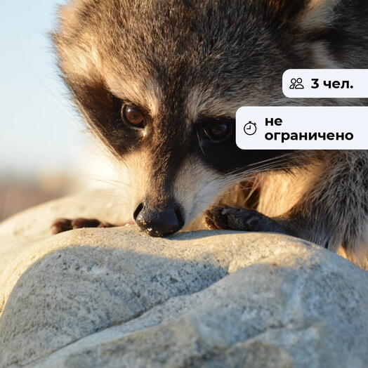 Планета животных. Посещение Сибирского зоопарка в Солнечном для семьи
