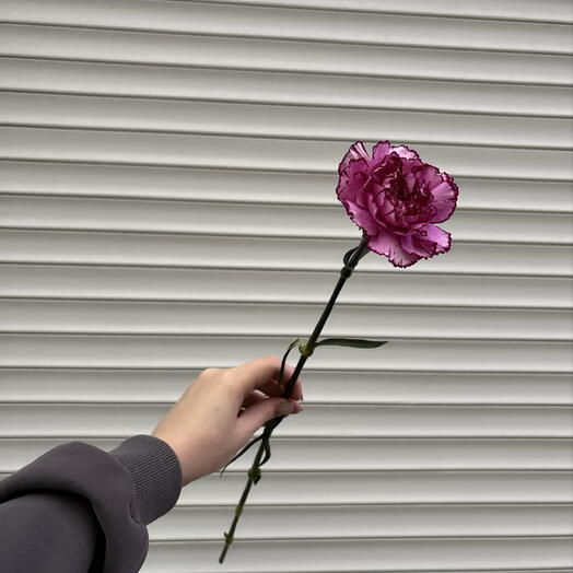 Диантус пятнистый💜💐