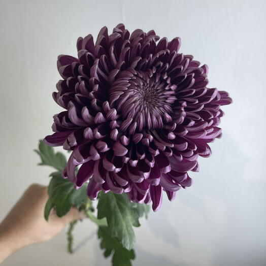 Хризантема бигуди фиолетовая 💜