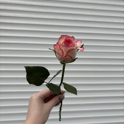 Роза джумилия🌷