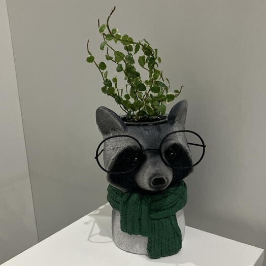 Фикус Пумила в кашпо Енот 🦝