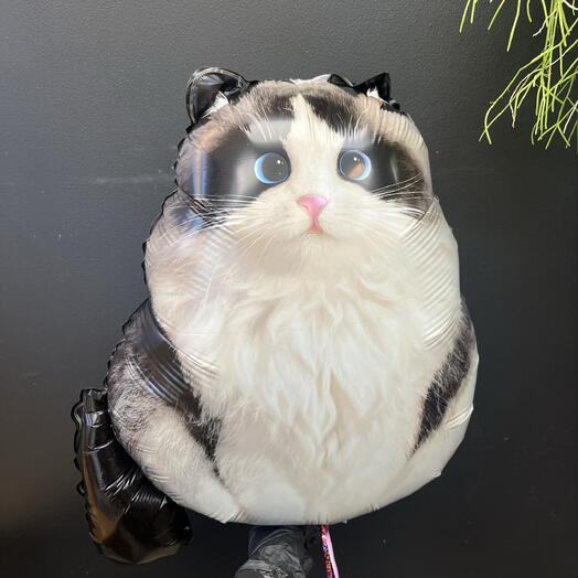 Шар гелевый «Котик»