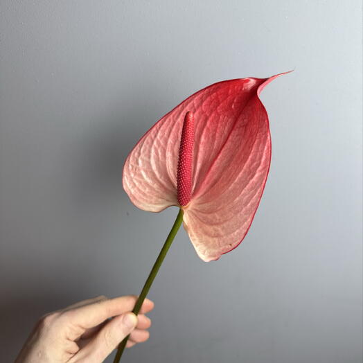 Volkova flowers