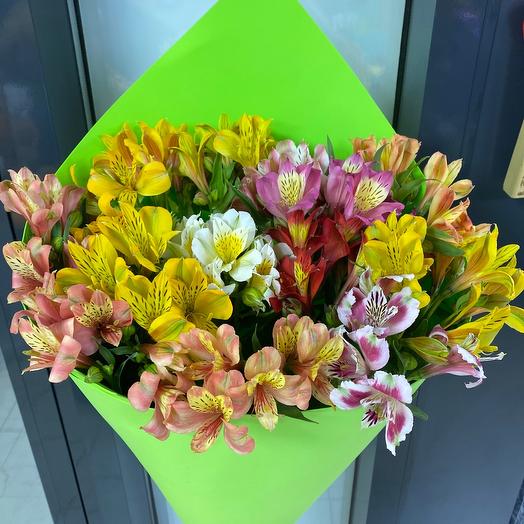 Alstroemeria 13