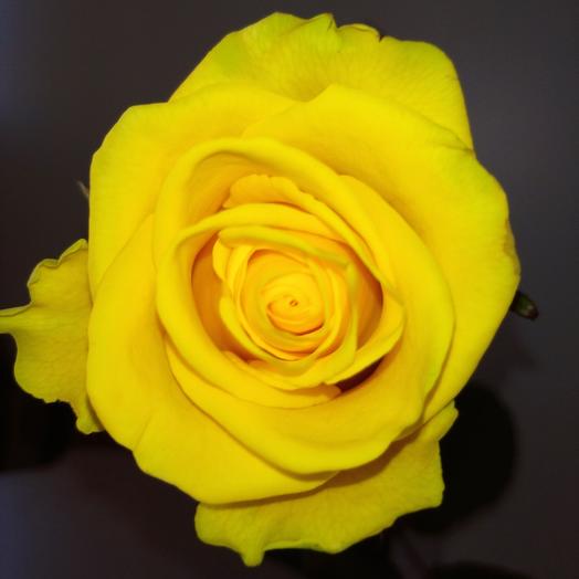 Rose yellow 50 cm