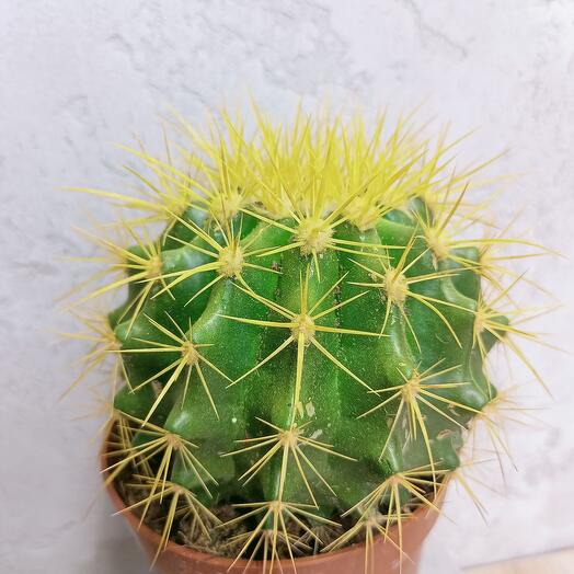 Planta de interior Echinocactus Gruzoni