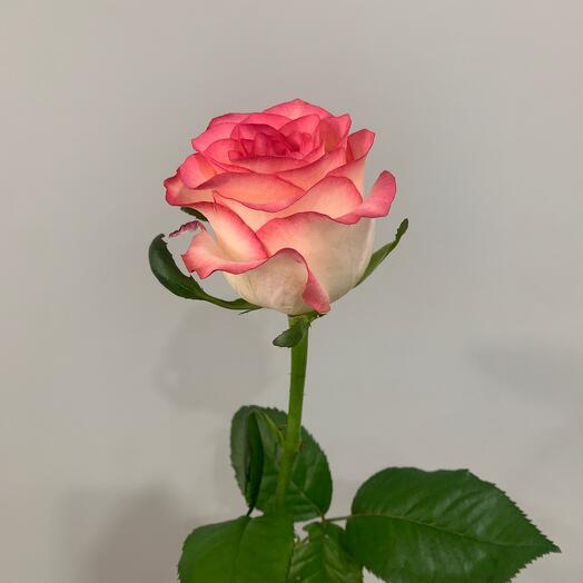 Jumilia 50 cm