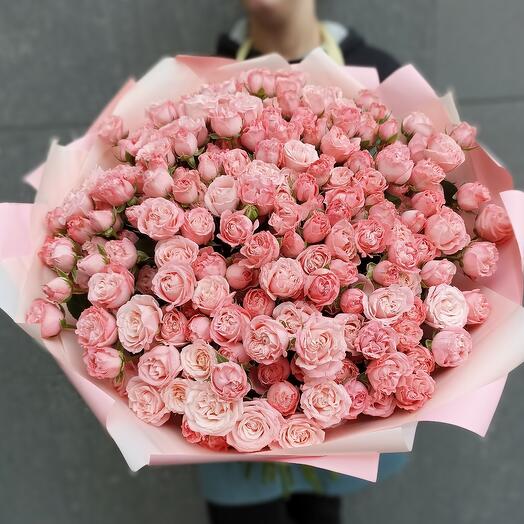 51 rosa de peonía de arbusto