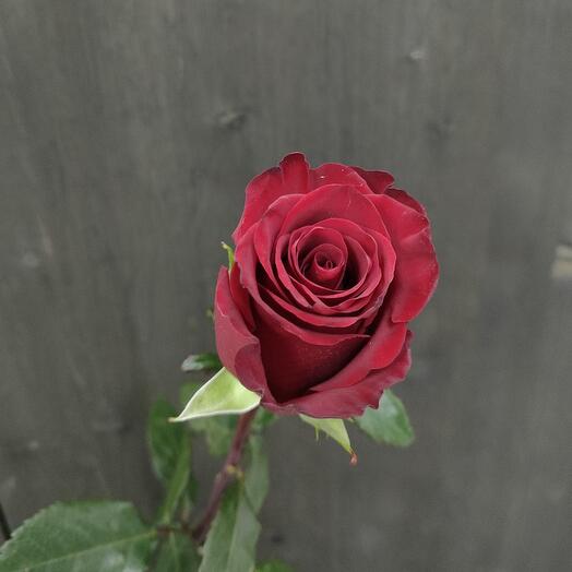 Роза красная 60см Эквадор