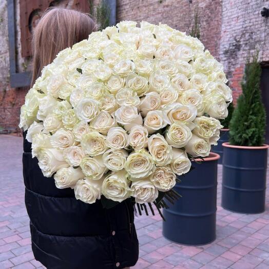 Rose mondial 101 white