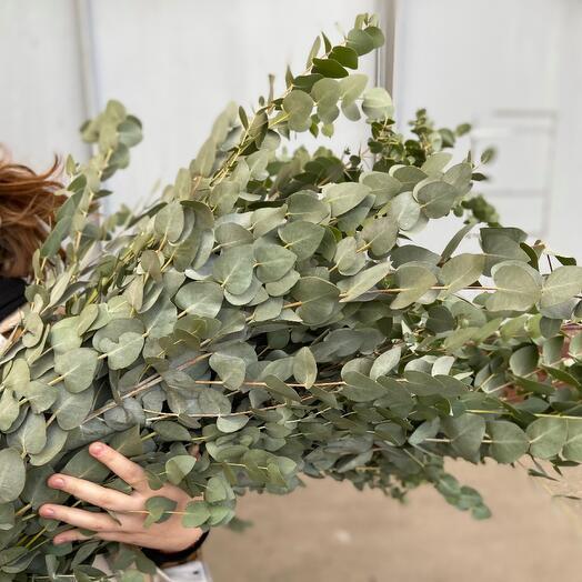 Eucalyptus