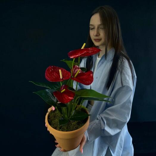 Антуриум, купить в Москве цветок антуриум (мужское счастье) по цене от ...