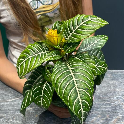 Aphelandra
