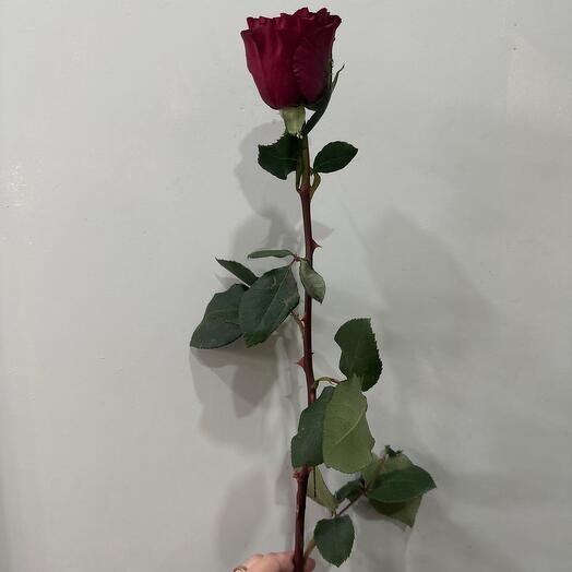 The Red Rose