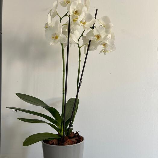 Orchid