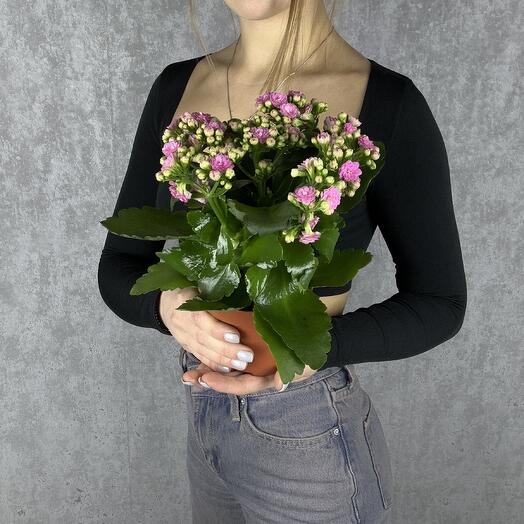 Каланхоэ розовый комнатное растение в горшке, высота 25 см, дм 10 Sharmonic Fleur
