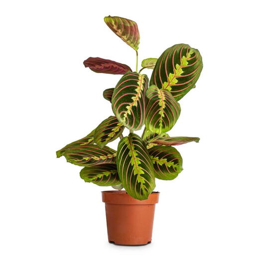 Maranta leuconeura