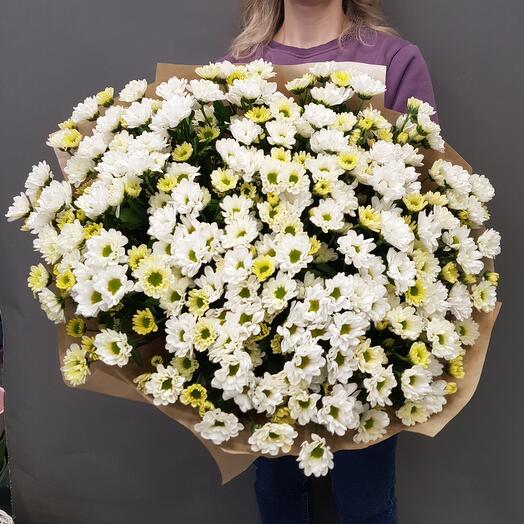 Букет из белых хризантем сантини (маленькие ромашки )