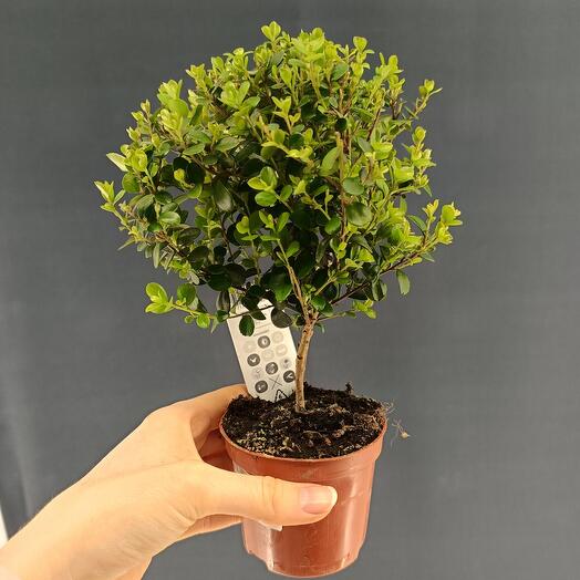 Myrsina African shtambovaya 25 cm