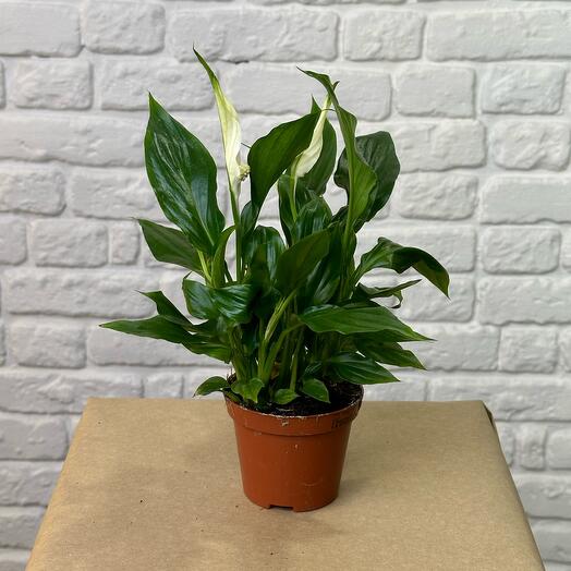 Спатифиллиум