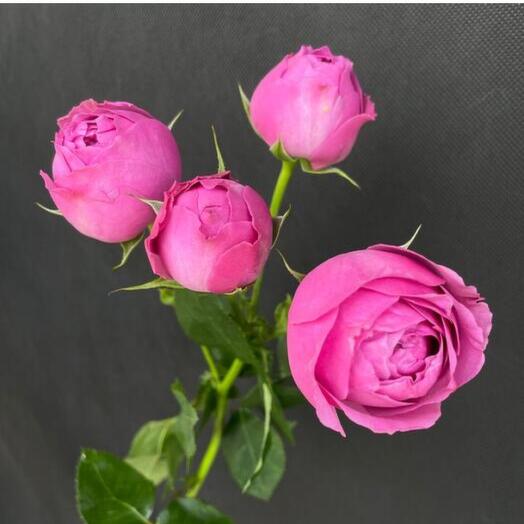 Кустовая пионовидная роза мисти баблс 60см