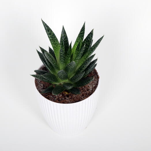 Plant with white plastic pot