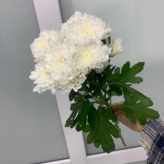 Хризантема кустовая белая