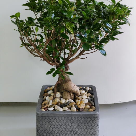 Potted Bonsai with Pebbles