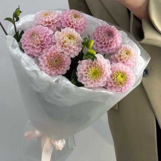 Георгины 9шт💕