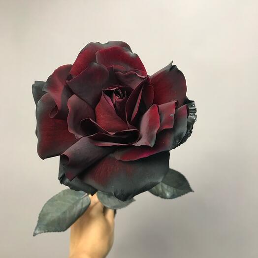 Французская Роза 🌹