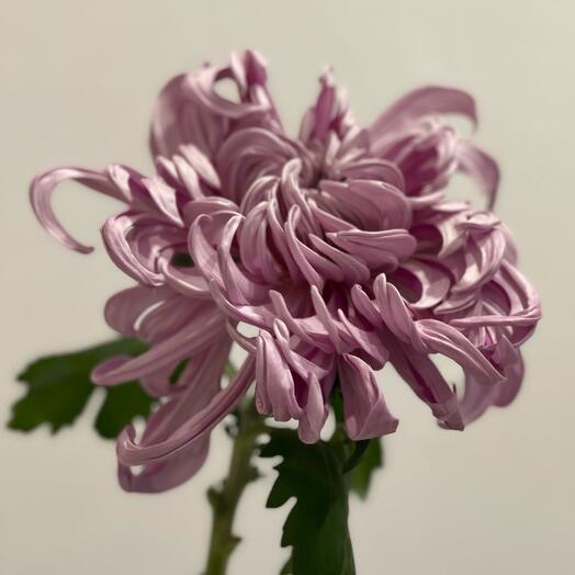 CURLY SUE Хризантема виена бигуди